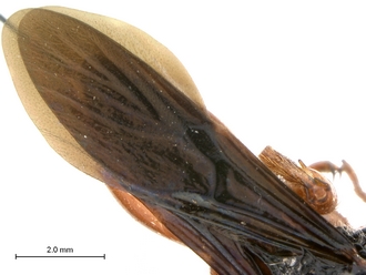 Oberthuerella_lenticularis_Ivory Coast_female_wings